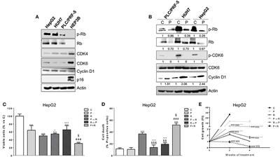 Simultaneous Combination of the CDK4/6 Inhibitor Palbociclib With Regorafenib Induces Enhanced Anti-tumor Effects in Hepatocarcinoma Cell Lines